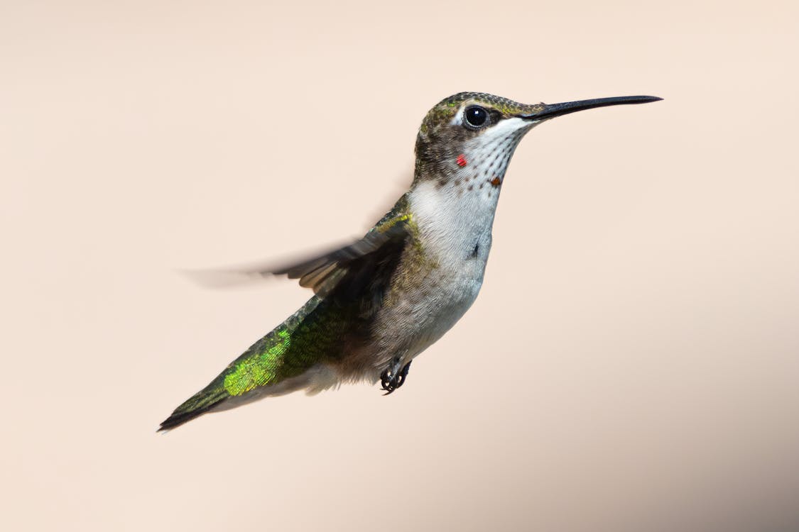 Fotobanka s bezplatnými fotkami na tému kolibrík, krídla, lietanie