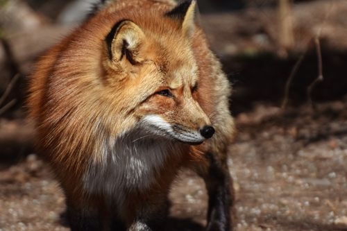 Free Stunning close-up of a red fox with vibrant fur in a natural setting. Stock Photo