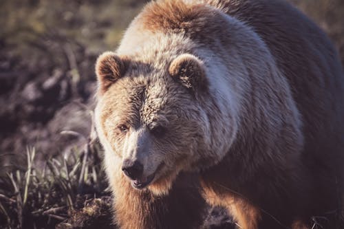 Безкоштовне стокове фото на тему «ведмідь, грізлі, дика природа»