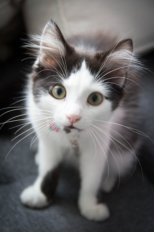 Close-Up Shot of a Kitten Looking at Camera