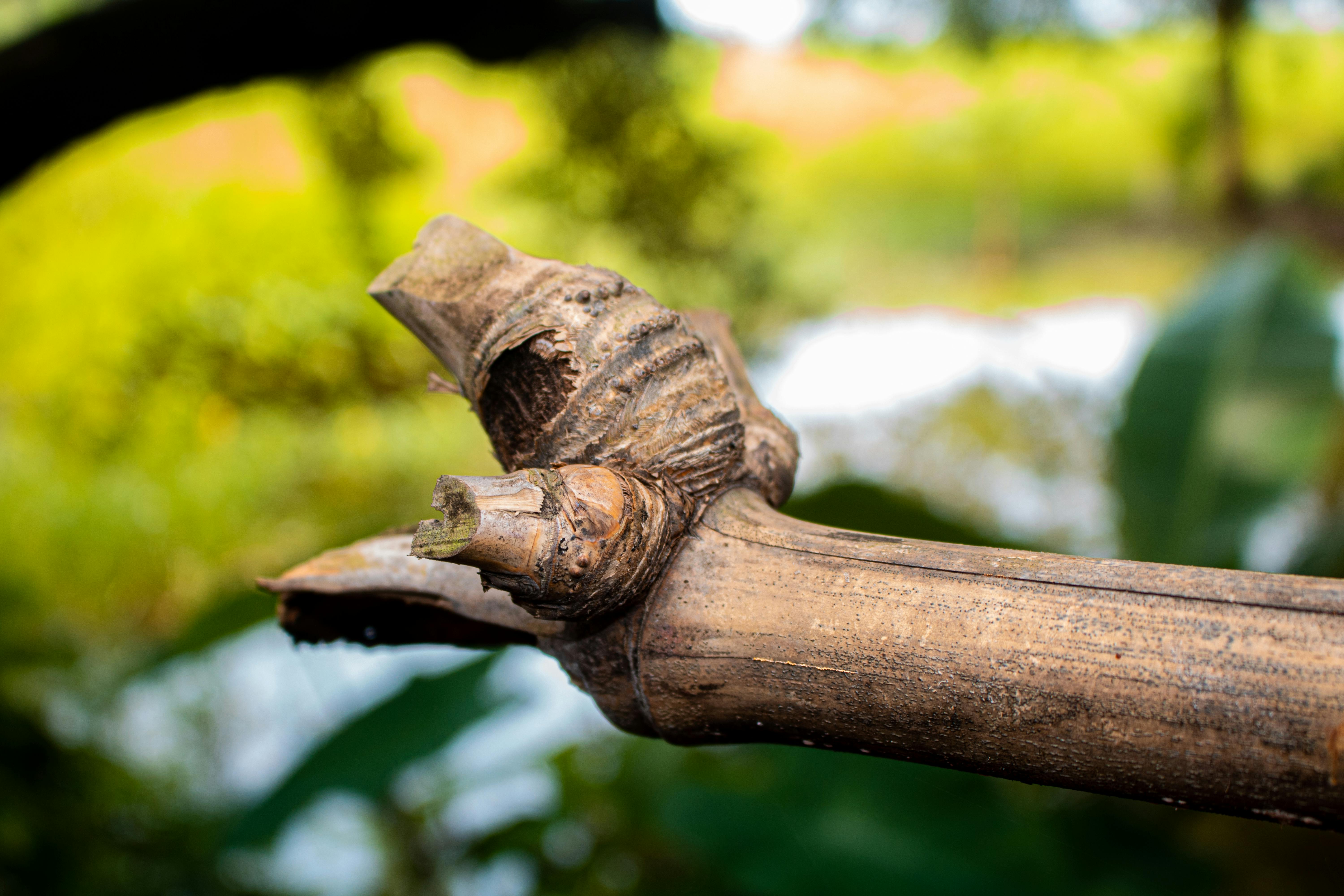 indian football logo wallpaper