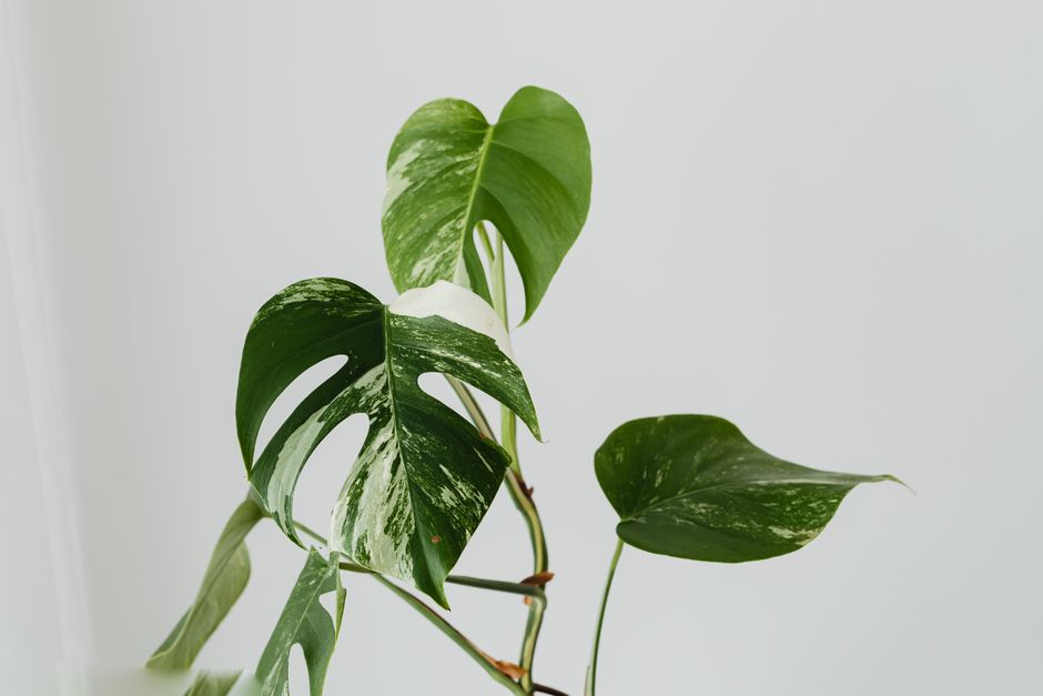 Close-up of a Monstera plant with variegated leaves against a simple white wall, perfect for modern decor fans.
