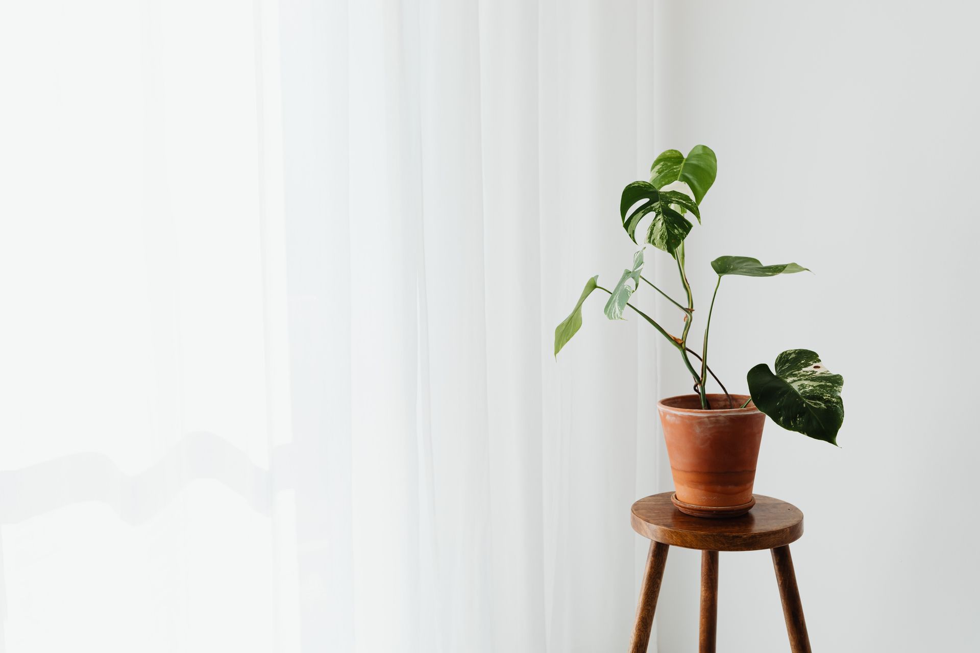 A minimalist shot of a Monstera Deliciosa in a clay pot on a wooden stool beside a white curtain.