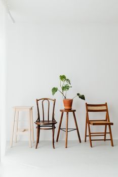 Elegant minimalist room featuring diverse vintage chairs and a Swiss Cheese plant against a white backdrop.