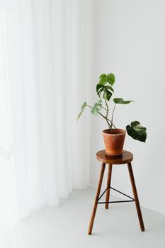 A potted monstera on a wooden stool against a white curtain backdrop, showcasing minimalist decor.