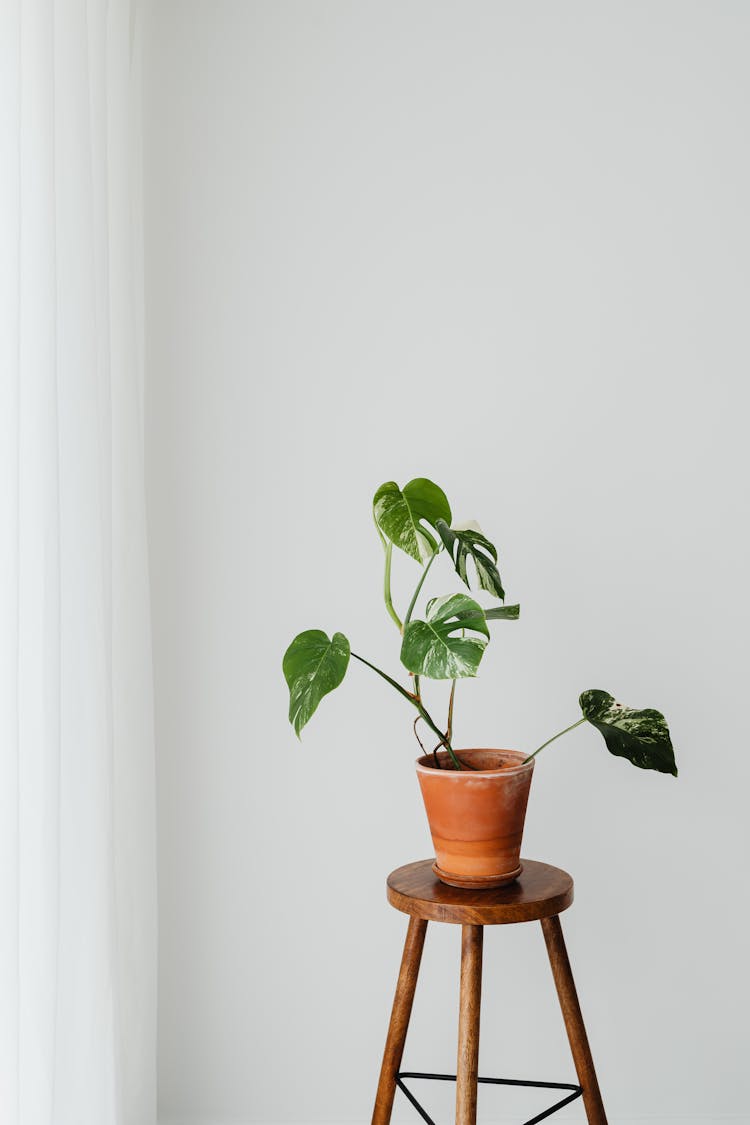 A Monstera Houseplant Standing On A Wooden Stool 