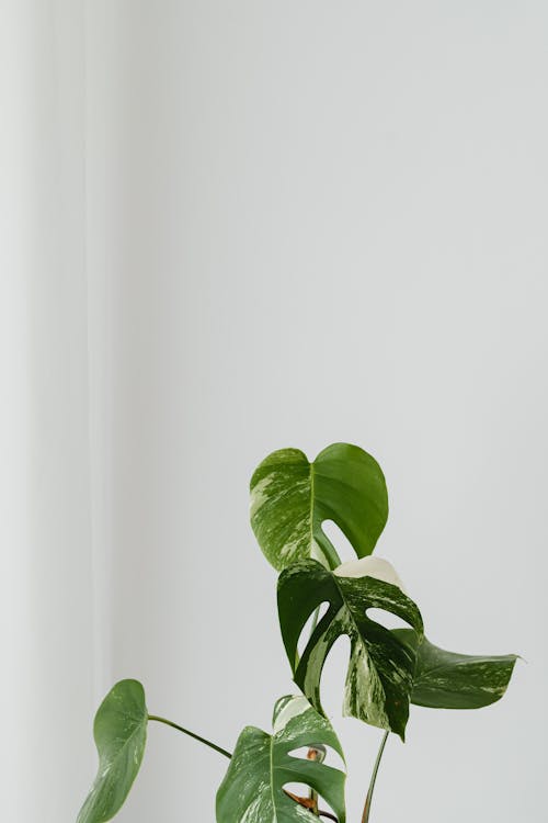Green Leaves on White Wall