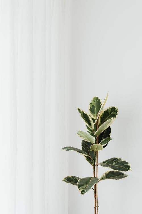 Free Elegant rubber plant with glossy leaves in a minimalist setting, ideal for mobile wallpaper. Stock Photo