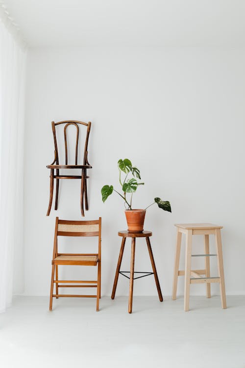 Wooden Chairs and Stools and a Monstera Houseplant 