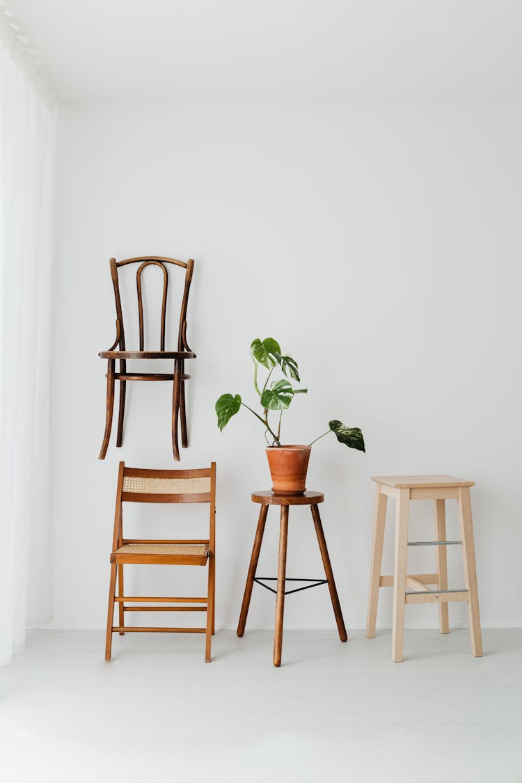 Wooden Chairs And Stools And A Monstera Houseplant 