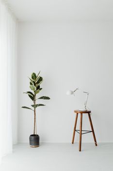 A minimalist room featuring a potted plant and a wooden stool with a desk lamp.