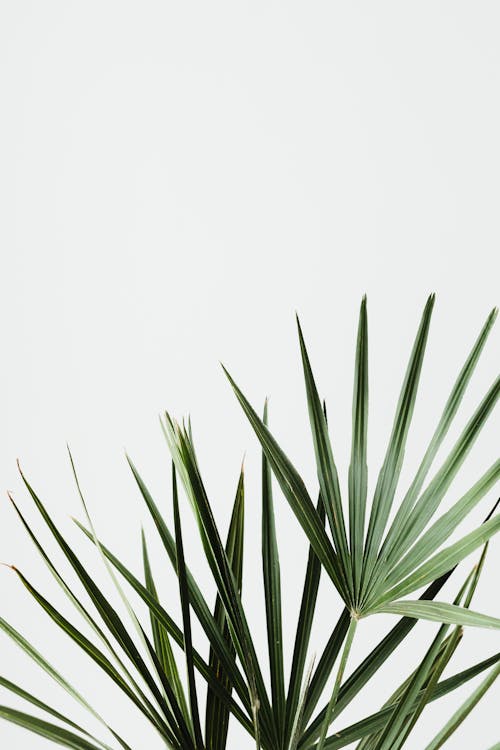 Foto profissional grátis de fechar-se, folhas de palmeira, folhas verdes