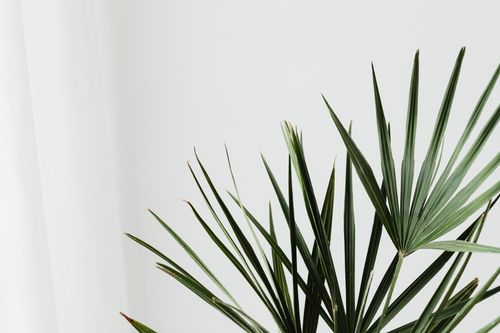 Free A close-up of green palm leaves against a white background, showcasing nature's simplicity. Stock Photo