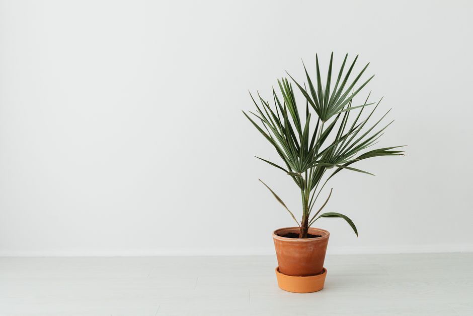 A Kentia Palm in a minimalist office corner with a wooden desk and natural light - best large houseplants A Kentia Palm in a minimalist office corner with a wooden desk and natural light - best large houseplants