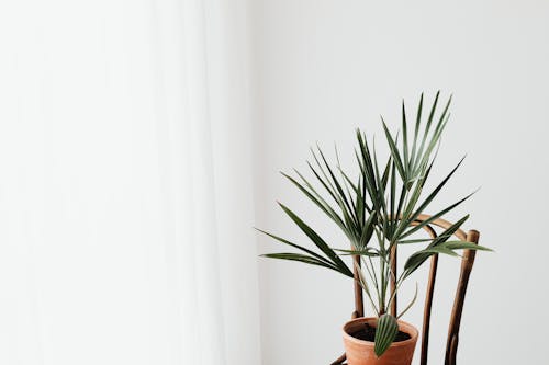 Free Potted Plant on Top of a Wooden Chair Stock Photo