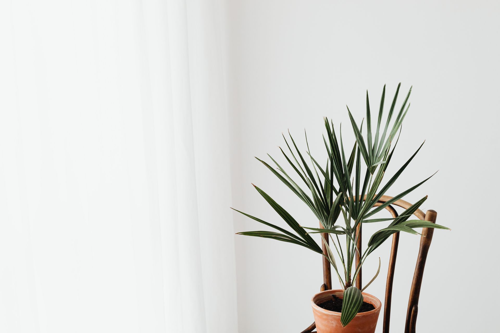 A simple indoor setup with a potted palm plant on a wooden chair against a white curtain.