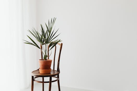 A minimalist still life of a potted plant on a wooden chair with a white background.