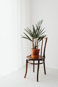 Styled minimalist photo of a potted plant on a wooden chair against white backdrop.