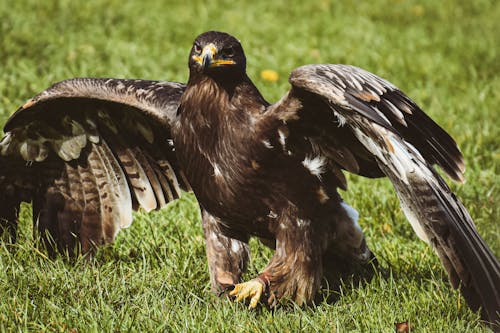 Free Brown Eagle on Green Grass Stock Photo
