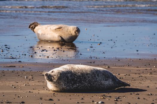 Two harbor seals basking on a sandy beach by the ocean on a sunny day.