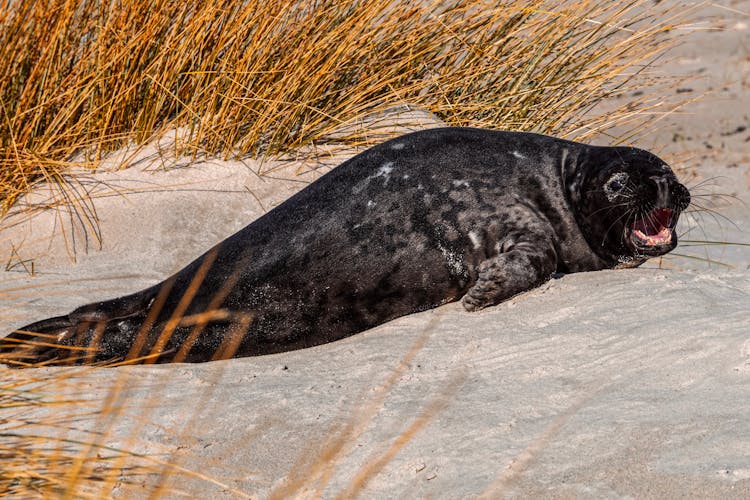 Black Seal On White Sand