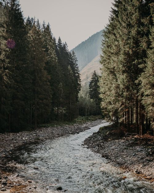 Free Serene scene of a coniferous forest by a flowing river with mountains in the background. Stock Photo
