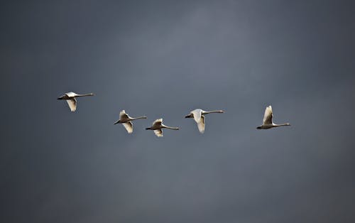 Free stock photo of bird, birds flying, swan Stock Photo