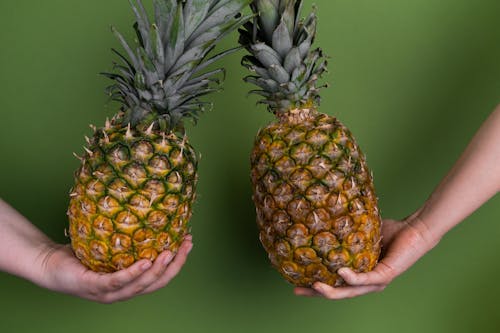 Crop unrecognizable people with whole ripe pineapples for healthy diet in hands standing on green background in modern light studio
