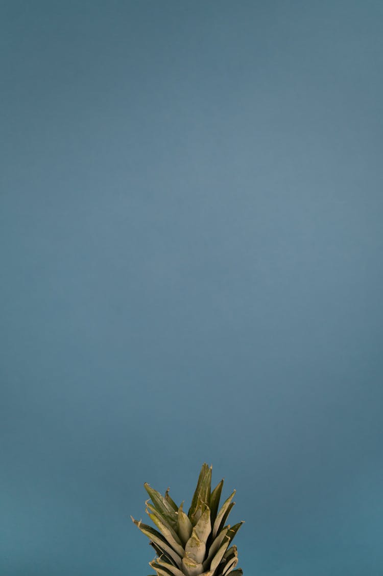 Thick Leaves Of Pineapple On Blue Background