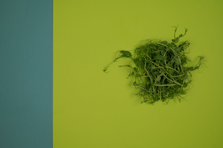 Visual comparison of sprouts, microgreens, and baby greens stages - organic microgreens home production Visual comparison of sprouts, microgreens, and baby greens stages - organic microgreens home production