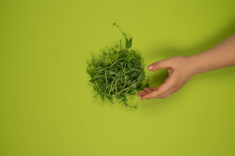 Crop Person Against Pile Of Cress Sprouts