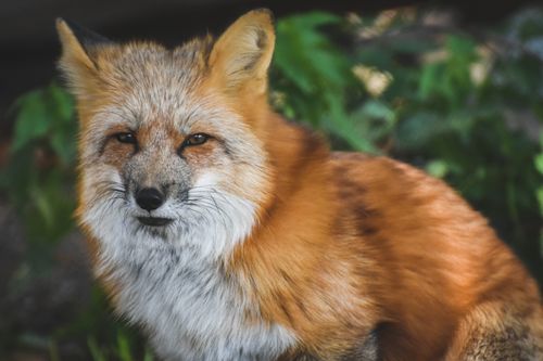 Free Close-up portrait of a red fox with lush fur, captured outdoors in natural lighting. Stock Photo