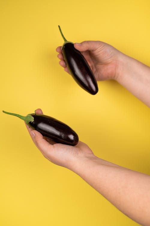 Free Crop person showing pair of eggplants Stock Photo