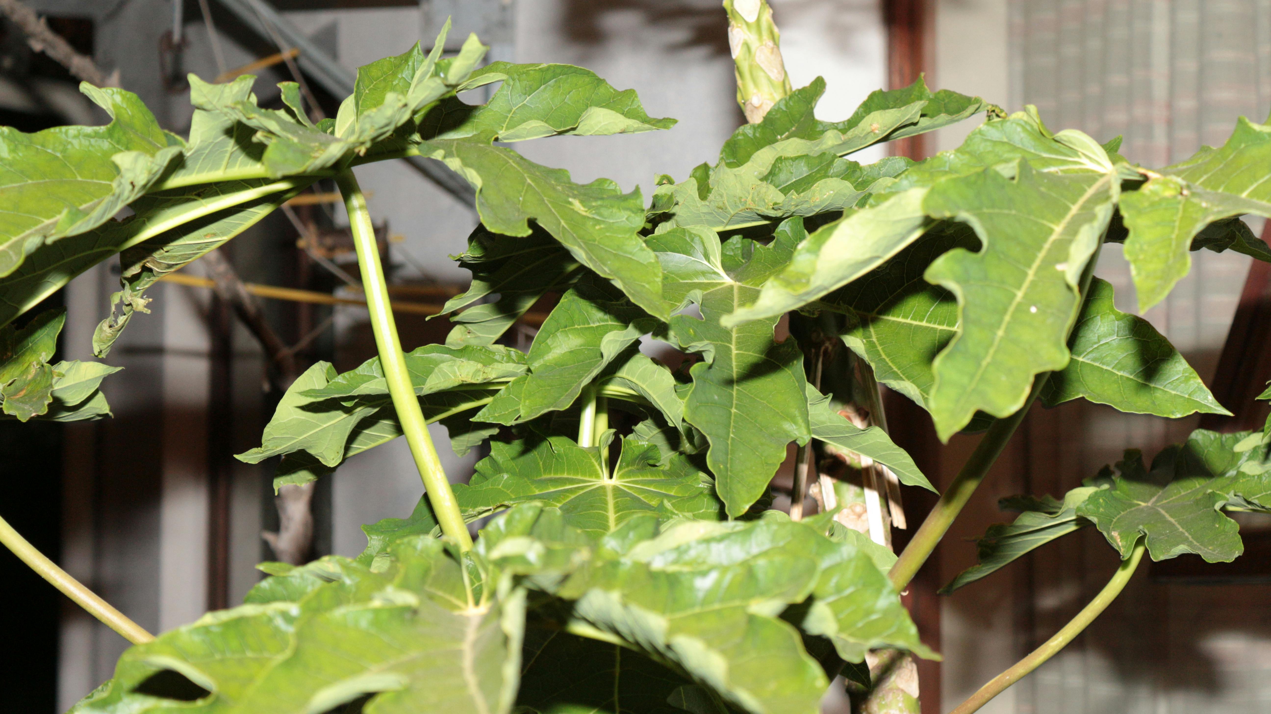 Geschnittene Avocado auf Toast