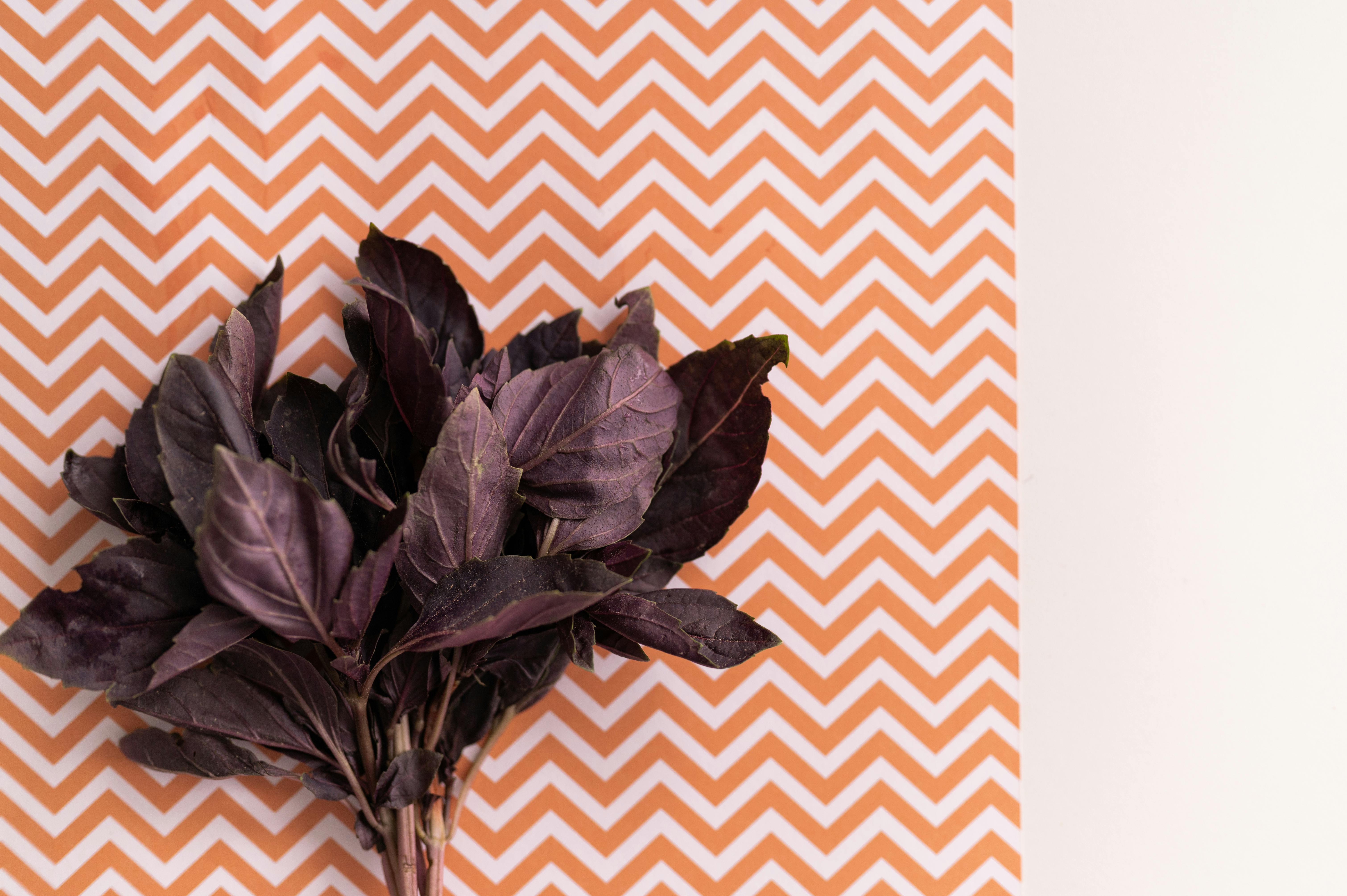 different basil leaf textures and colors - best indoor basil varieties