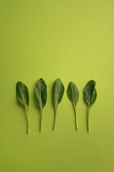 fresh spinach image