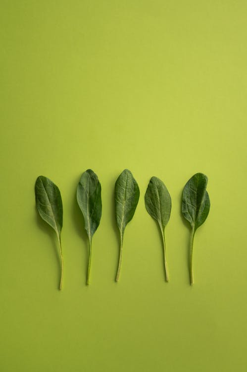 Top view of fresh leaves of spinach with thin stem arranged in row on light green surface