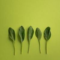 Fresh spinach leaves rich in magnesium