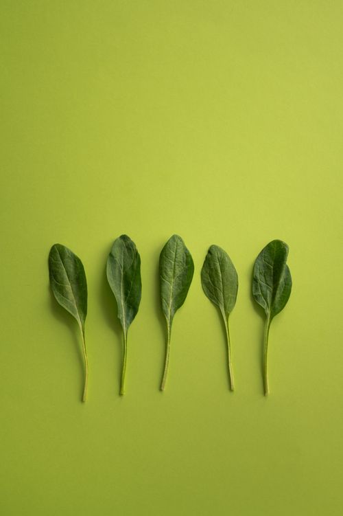 Free Top view of fresh leaves of spinach with thin stem arranged in row on light green surface Stock Photo