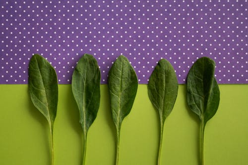 Fresh spinach on colorful background