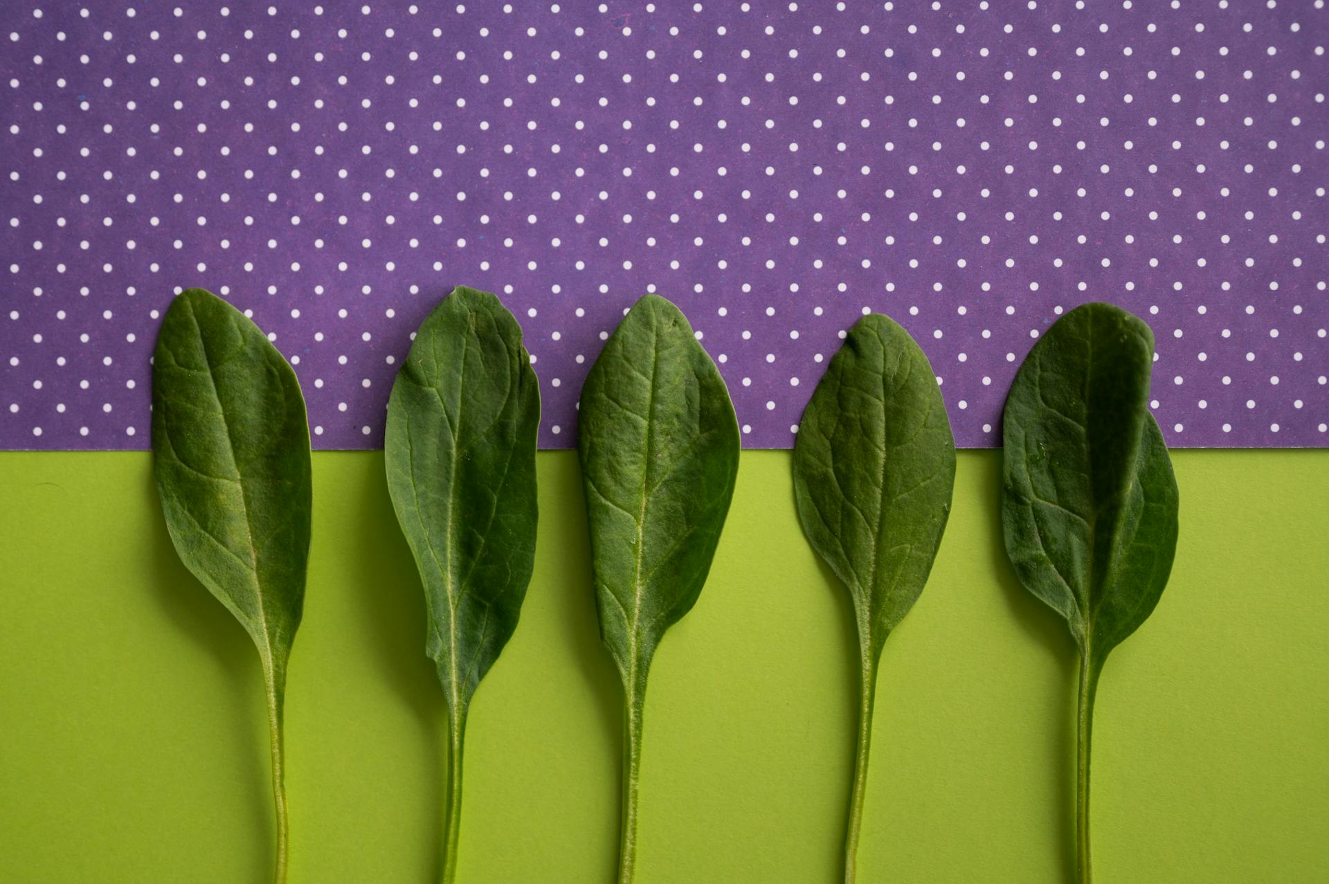 Fresh spinach leaves arranged on a colorful polka dot background for creative food photography.