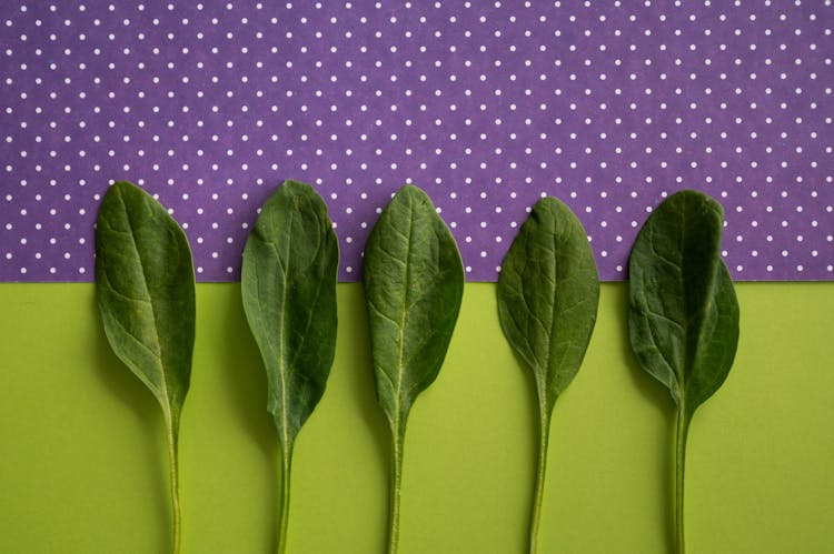 Fresh Spinach On Colorful Background