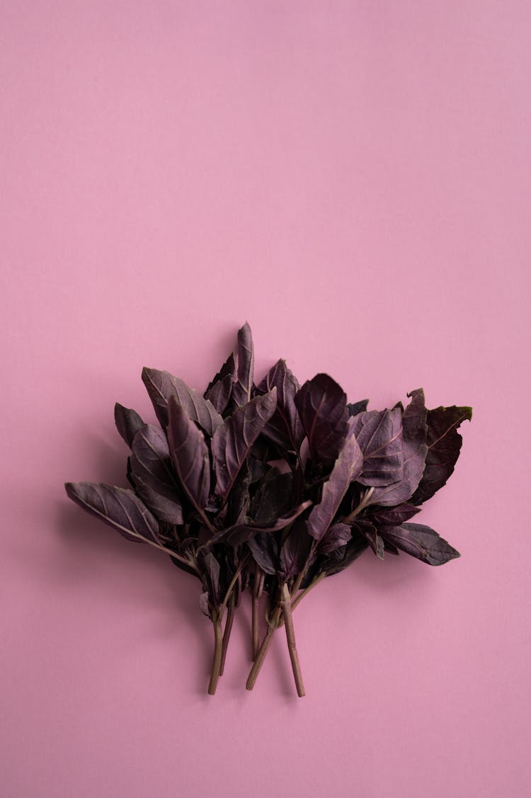 Bunch Of Fresh Red Basil On Lilac Background