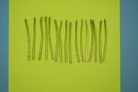 Row of fresh asparagus stems on green surface