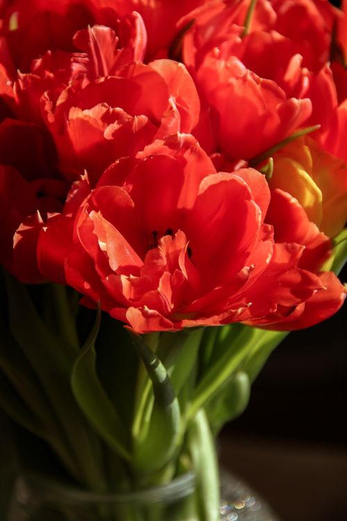 Free A beautiful close-up of red tulips illuminated by natural sunlight, showcasing floral elegance. Stock Photo
