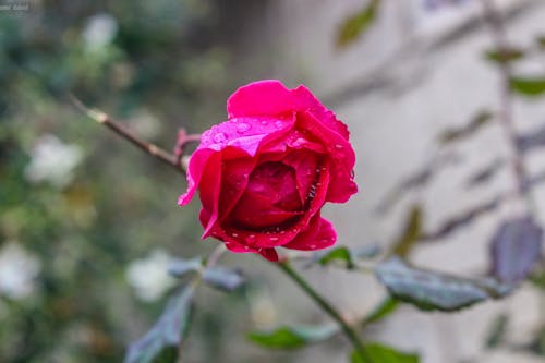 お菓子, カラーパレット, ぬれた草の無料の写真素材