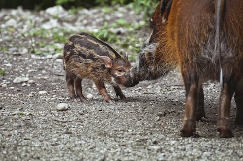 Free A Baby Boar Touching Noses with His Mother  Stock Photo