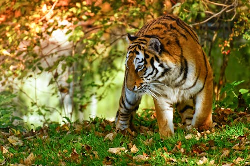 Foto d'estoc gratuïta de animal, arbres, depredador