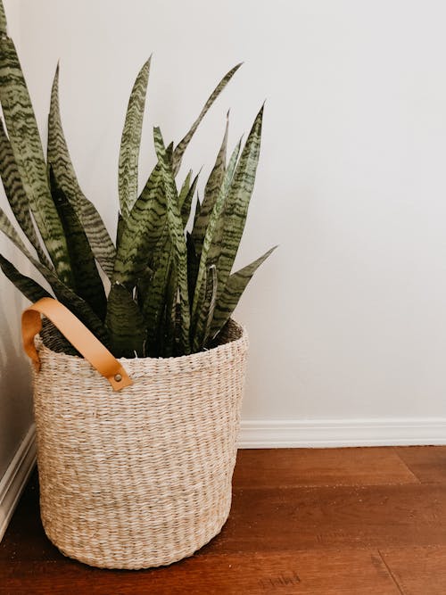 Free Green Snake Plant in Brown Woven Basket Stock Photo