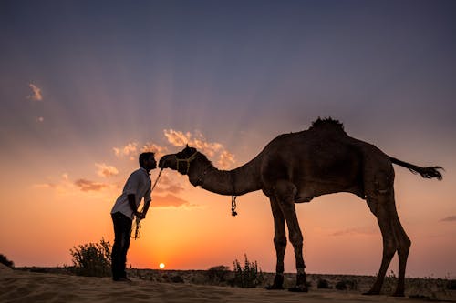 Free Silhouette of Man and Camel during Sunset Stock Photo